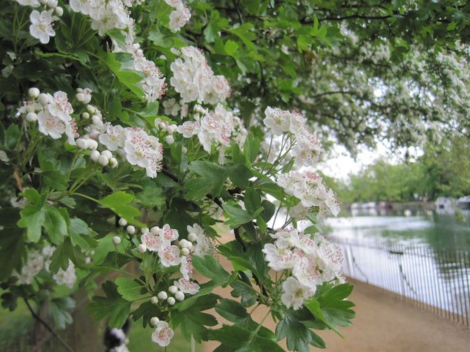 Christ Church Meadow; hawthorn blooming by the Thames in late April 2017 (photo Tim Healey). It is rare for the flowers to blossom ahead of May Day, but 2017 was an unusual year - see below.